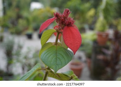 Jardin Botanique Deshaies Guadeloupe FWI