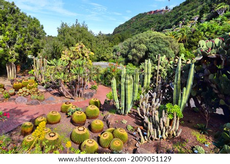 Jardin Canario - beautiful botanical garden of Gran Canaria, Spain.