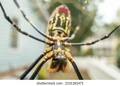 Jaro Spider Hangs Upside Down in a suburban neighborhood - Shutterstock ID 2131181471