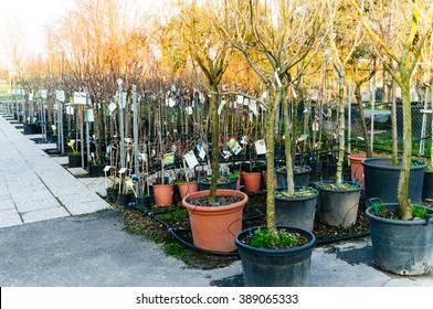 Jars of fruit trees for sale, selective focus