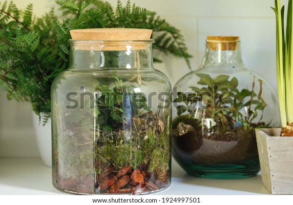 jars with\
plants. Small plants in a glass bottle. Terrarium jar with plants.\
self ecosystem. Terrarium Miniature Bot. terrarium bottle.\
ecological system.  gardening. house plants\
