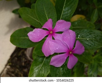 Jasdan, Gujarat, India-August 12 2017, : A Picture Of Small Rain Drops After The Rain On Periwinkle Flowers