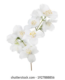 jasmin branch with flowers isolated on white background - Shutterstock ID 1927888856