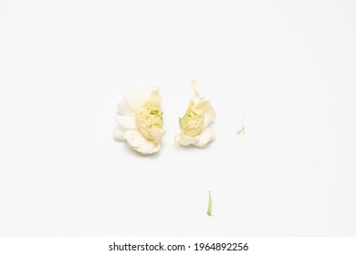 Jasmin Flower Cut In Half