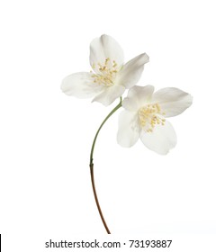 Jasmin Flowers Isolated On White Background