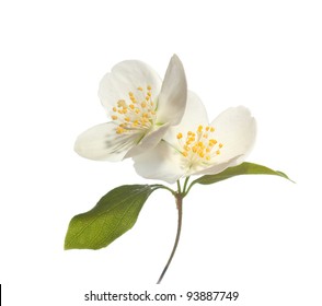 Jasmin Flowers Isolated On White Background