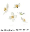 color flowers white background