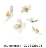 Jasmine bloom. A beautifull white flower of Jasmine falling in the air isolated on white background. Levitation or zero gravity concept. High resolution image.