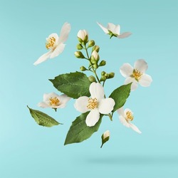 Jasmine Bloom. A Beautifull White Flower Of Jasmine Falling In The Air Isolated On Blue Background. Levitation Or Zero Gravity Concept. High Resolution Image.