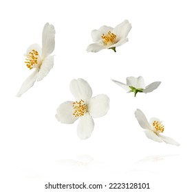 Jasmine bloom. A beautifull white flower of Jasmine falling in the air isolated on white background. Levitation or zero gravity concept. High resolution image. - Shutterstock ID 2223128101