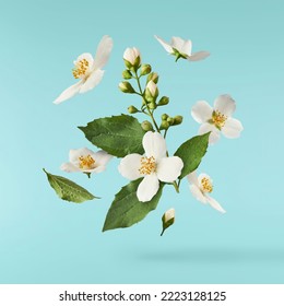 Jasmine bloom. A beautifull white flower of Jasmine falling in the air isolated on blue background. Levitation or zero gravity concept. High resolution image.