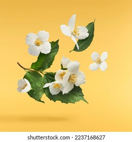 El jazmín florece. Una hermosa flor blanca de Jazmín cayendo en el aire aislada en un fondo amarillo. Levitación o concepto de gravedad cero. Imagen de alta resolución. Foto de stock