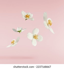 Jasmine bloom. A beautifull white flower of Jasmine falling in the air isolated on pink background. Levitation or zero gravity concept. High resolution image. - Shutterstock ID 2237168667