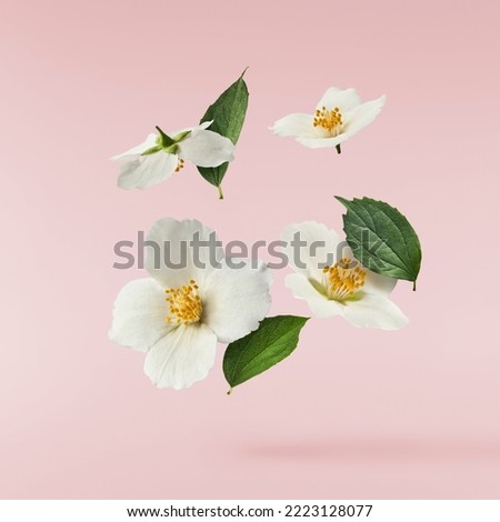 Jasmine bloom. A beautifull white flower of Jasmine falling in the air isolated on pink background. Levitation or zero gravity concept. High resolution image.
