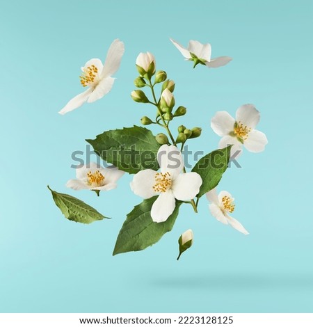 Jasmine bloom. A beautifull white flower of Jasmine falling in the air isolated on blue background. Levitation or zero gravity concept. High resolution image.