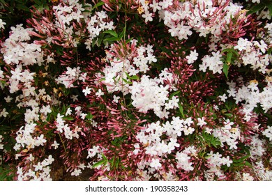 Jasmine Blooming Spring Bush