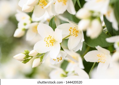 Jasmine Blossom, Selective Focus