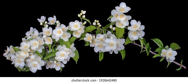 Jasmine branch with blooming white flowers isolated on a black background. - Shutterstock ID 1928642480