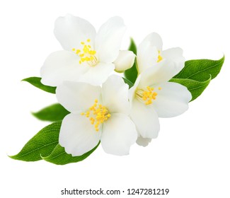 Jasmine Branch Isolated On White Background