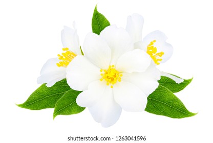 79,595 Jasmine isolated Images, Stock Photos & Vectors | Shutterstock