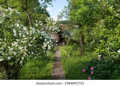 Jasmine Bush Blooming In The Garden Of The Country House. White Jasmine Flowers On A Bush In The Yard. Traditional Yard With Pink Peonies, Green Trees In Spring Or Summer Season. Rustic Landscape