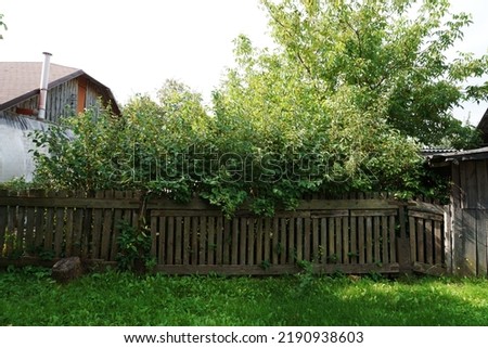 jasmine bush covering an old house