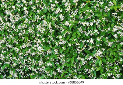 Jasmine Bush Flowering