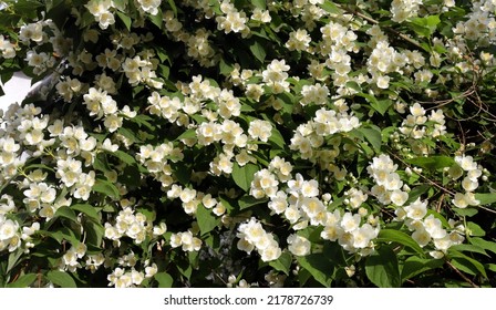 Jasmine Bush In The Garden