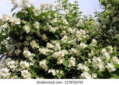 Jasmine Bush In The Garden