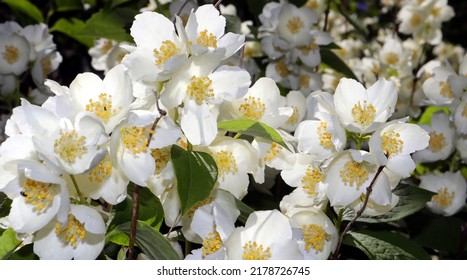 Jasmine Bush In The Garden