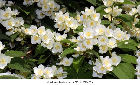 Jasmine Bush In The Garden