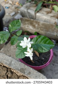 Jasmine is a delicate, fragrant flower with tiny white petals and a sweet, heady scent. Its intoxicating aroma fills the air, especially at night, attracting pollinators and captivating senses. Jasmin