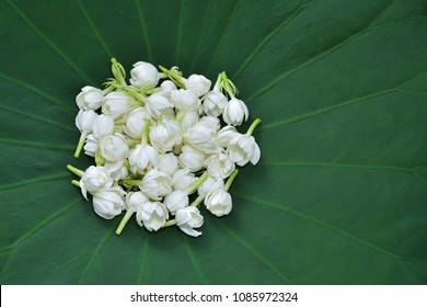 Jasmine Flower Images Stock Photos Vectors Shutterstock