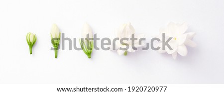 Jasmine flower Blooming on white background , top view , flat lay.