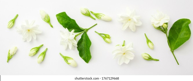 Jasmine flower with green leaf on white background , top view , flat lay. - Shutterstock ID 1767129668