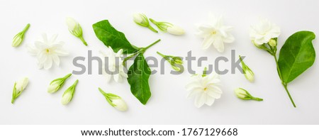 Jasmine flower with green leaf on white background , top view , flat lay.