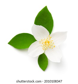 Jasmine flower with green leaves isolated on white background. Top view - Shutterstock ID 2010108347