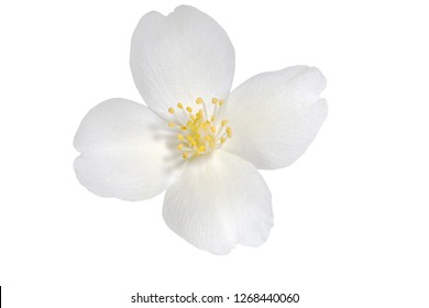Jasmine flower isolated on white background - Shutterstock ID 1268440060
