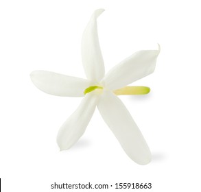 Jasmine Flower Isolated On White