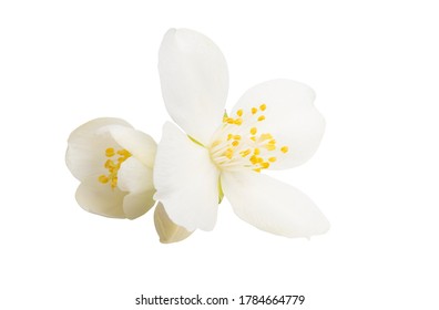 Jasmine Flower Isolated On White Background