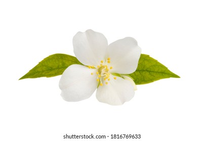 jasmine flower isolated on white background - Shutterstock ID 1816769633