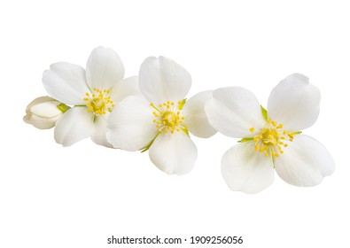 Jasmine Flower Isolated On White Background 