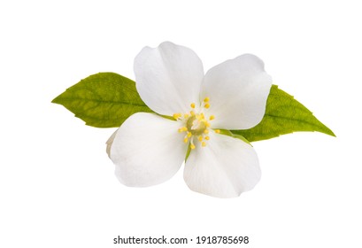 jasmine flower isolated on white background  - Shutterstock ID 1918785698