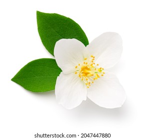 Jasmine flower isolated on white background. Flat lay, top view - Shutterstock ID 2047447880