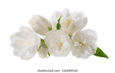 Flor de jazmín, aislada de fondo blanco. Flores de jazmín de terracota blanca