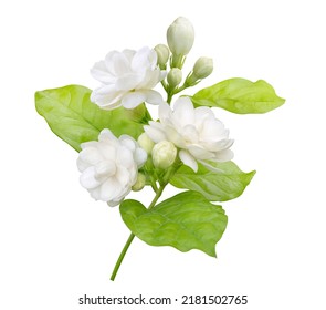 Jasmine flower isolated on white background with clipping path, symbol of Mothers day in thailand. - Shutterstock ID 2181502765