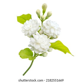 Jasmine flower isolated on white background with clipping path, symbol of Mothers day in thailand. - Shutterstock ID 2182551669