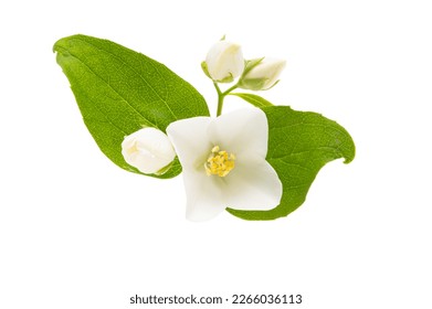 jasmine flower isolated on white background - Shutterstock ID 2266036113