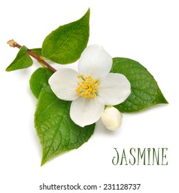 Jasmine flower isolated on white - Shutterstock ID 231128737