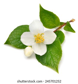 Jasmine flower isolated on white - Shutterstock ID 245701252
